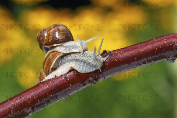 Burgundy snails (Helix pomatia), Schleswig-Holstein, Germany, Europe