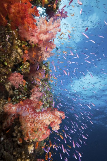 Coral reef, Makogai, Lomaviti, Fiji, Fiji Islands, soft coral, Fiji, Oceania