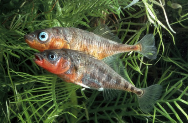 Three-spined Sticklebacks (Gasterosteus aculeatus), lateral, side