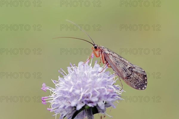 Caddis Fly and Devil's-bit Scabious (Succisa pratensis), Bavaria, Germany (Halesus tesselatus)