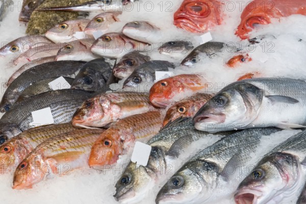 Fish on ice for sale at a market