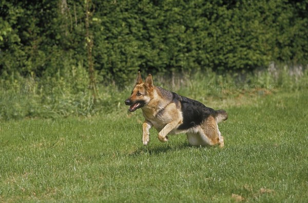 GERMAN SHEPHERD DOG, ADULT RUNNING ON GRASS