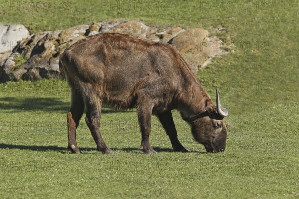 Takin (budorcas taxicolor), Adult eating Grass