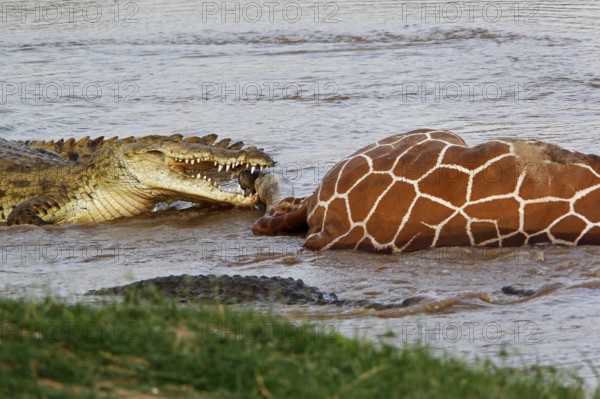 Nile Crocodile (crocodylus niloticus), Group on a Kill, a Reticulatd Giraffe drown in River,