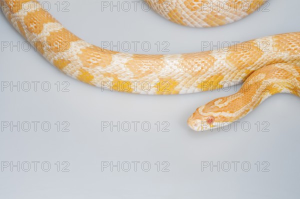 Creamsicle corn snake (Elaphe guttata x Pantherophis emoryi), intergrade between an albino corn