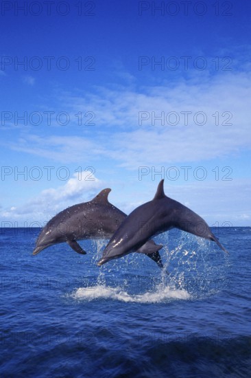 Bottlenose (Tursiops truncatus) Dolphines, Grosse Tuemmler, Delphine, [Tümmler, animals, aussen,