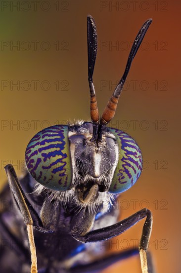 A common and widespread fly of the family Stratiomyidae, and quite possibly the best-known species