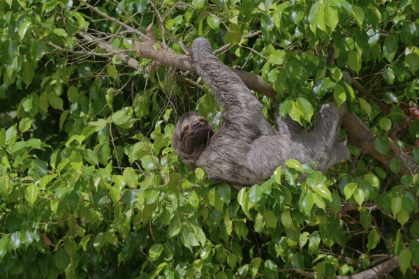 Sloth relaxing on a tree branch, surrounded by dense green foliage in a natural habitat,