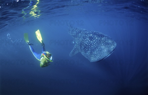 Whale shark and snorkeller, Rhincodon thypus, Djibouti, Djibouti, Africa, Afar Triangle, Gulf of