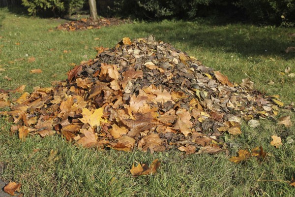 A pile of leaves in autumn