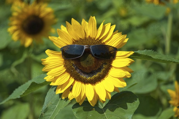 Closeup of one single common sun flower (Helianthus Annuus) with sun glasses and smiling, smiley