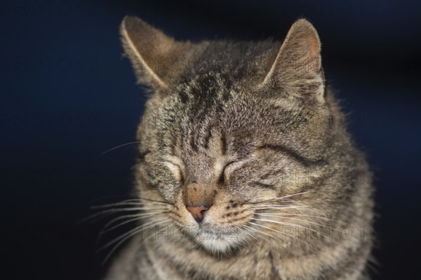 Brown and gray tabby cat. Cats in the port of Essaouira in Morocco