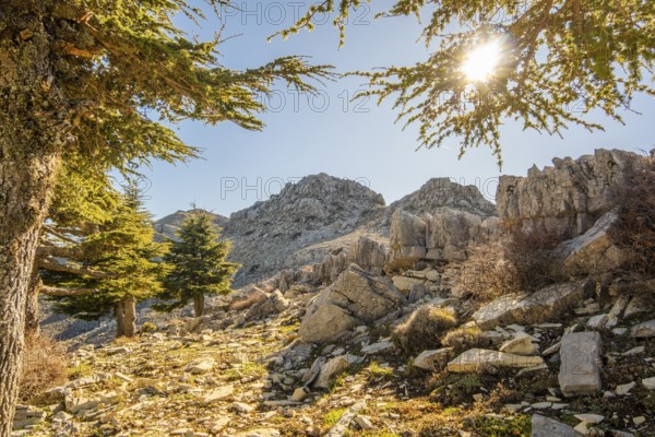 Beautiful tree in Jebel Khmes, Morocco - The Highest peak in Talassemtane National Park in North