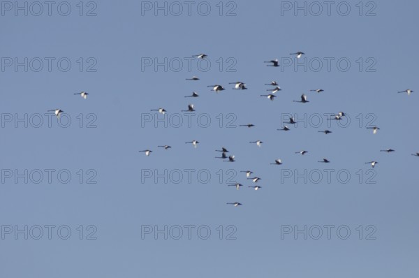 Australian black swans, Cygnus atratus, over Lake Haupiri, West Coast, South Island, New Zealand,
