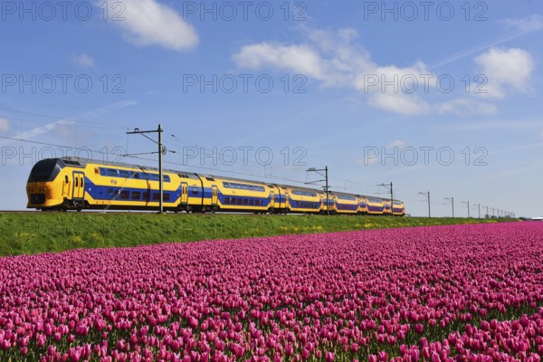 Den Helder, Netherlands. May 2023. Dutch train passing a blossoming field of tulips
