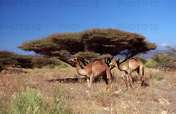 Dromedaries, Camelus dromedarius, Djibouti, Djibouti, Africa, Afar Triangle, Africa