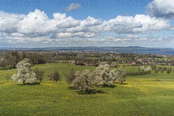 View over a spring meadow with blossoming pear trees to Romanshorn and Lake Constance, Canton