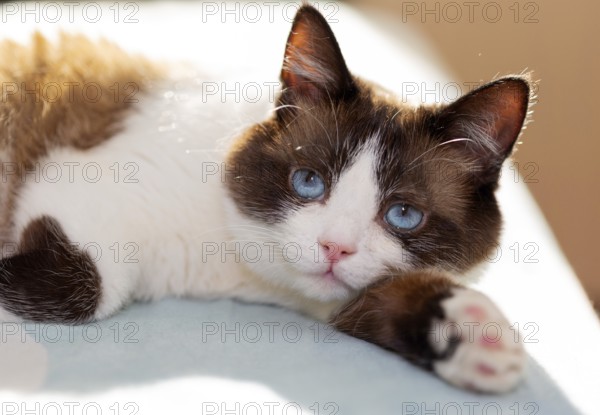 Snowshoe cat portrait at home