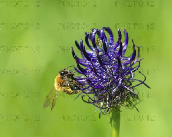 Black Rampion (Phyteuma nigrum), flower with wild bee and weevil, Schmittröder nature reserve,