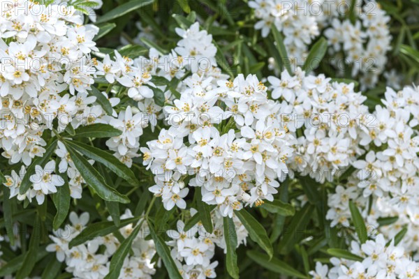 Starleaf (Choisya × dewitteana 'Aztec Pearl')