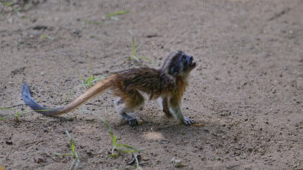 An immature monkey standing on the ground, surrounded by dirt and sparse grass in a wild