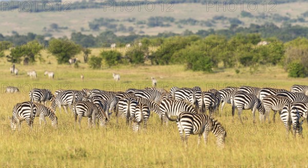 Zebras grazing grass inon the savannah landscape