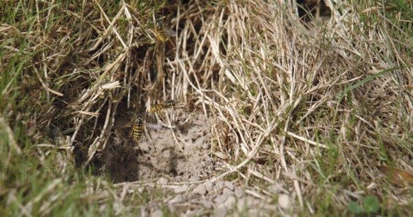 Common Wasp (vespula vulgaris), Adult in Flight, Adults flying above the Nest in the Earth,