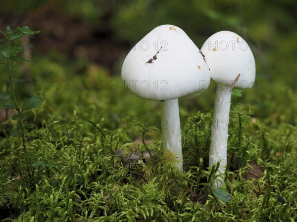Cone-hooded amanita, Amanita virosa