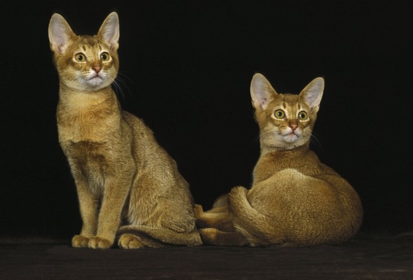 Red Abyssinian Cat, Adults against Black Background