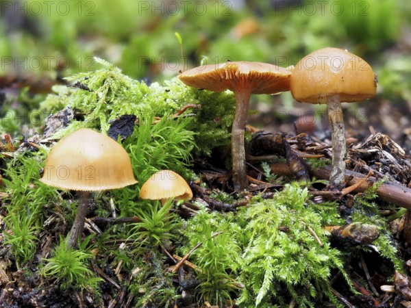 Poisonous Galerina, Galerina marginata, Galerina marginata