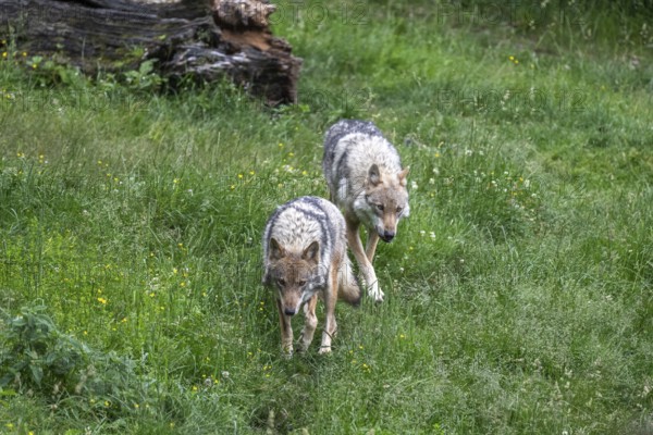 Grey gray wolves (Canis lupus) roaming through the meadow, Wildpark Mautern, Styria, Austria,