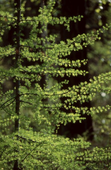 Siberian Larch (Larix sibirica), Lake Baikal, Siberia, Taiga, Russia, Europe