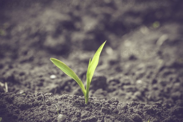 Green corn sprout in black soil in the springtime