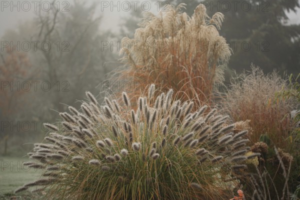 (Pennisetum alopecuroides) var. viridescens