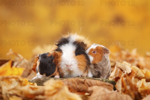 CH Teddy guinea pig, female with kittens, tortie-white and slate-blue-gold-white, Swiss Teddy