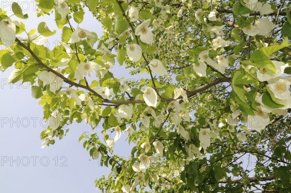 Dove tree (Davidia involucrata var.vilmoriniana), dove tree, Tupelo family (Nyssaceae)