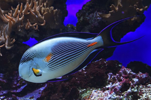 Red sea clown surgeon (Acanthurus sohal), endemic to the Red Sea, Aquarium, Oceanographic Museum