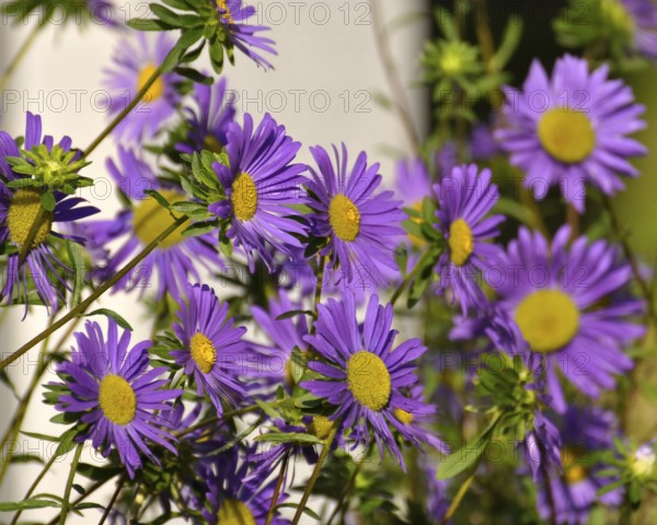 Purple china asters (Callistephus chinensis), Summer Aster, Garden Aster