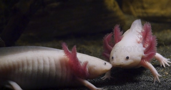 Axolotl (ambystoma mexicanum), Pair