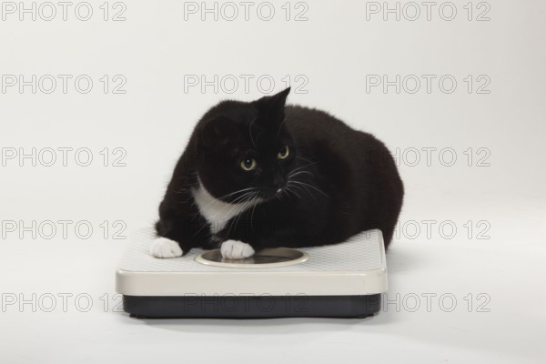 Domestic cat, too fat, overweight, scale, personal scale