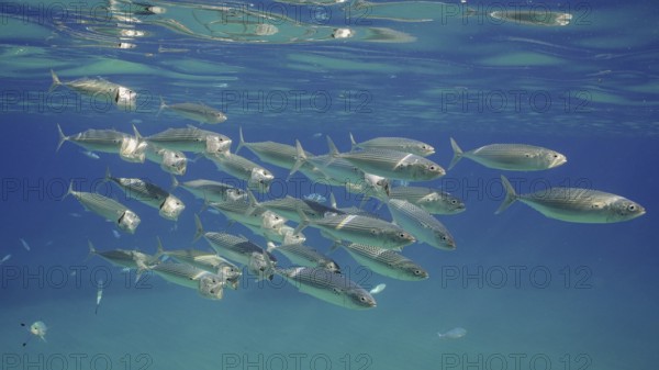 Group of Mackerel fish with open mouth swim under surface in blue water. Shoal of Indian Mackerel