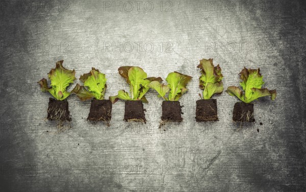Vegetable propagation and replanting seedling concept with flowerpots, soil and gardening tools