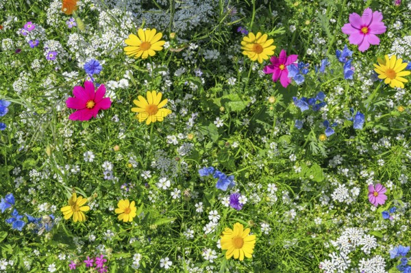 Summer meadow with mexican aster (Cosmos bipinnatus) and golden marguerite (Cota tinctoria), Allgäu