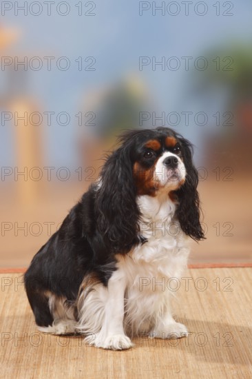 Cavalier King Charles Spaniel, tricolour, bitch, 4 years old