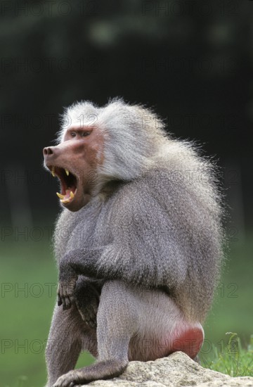 (Hamadryas) Baboon, papio hamadryas, Male Yawning