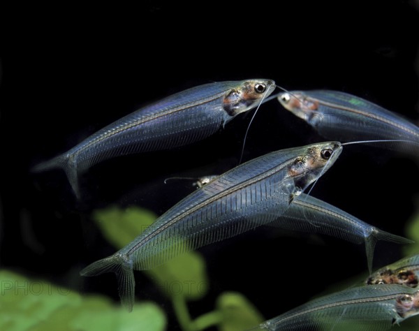 Indian Glass Catfish, Indian Glass Catfish, Other animals, Fishes, Animals, Catfishes, Glass