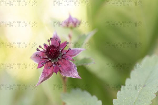 Purple marshlock (Potentilla palustris), flower in foreground bud in background, Black Forest,