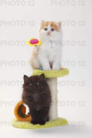 British longhair cat, kitten, 8 weeks, black-tortie and red-white, Highlander, Lowlander,