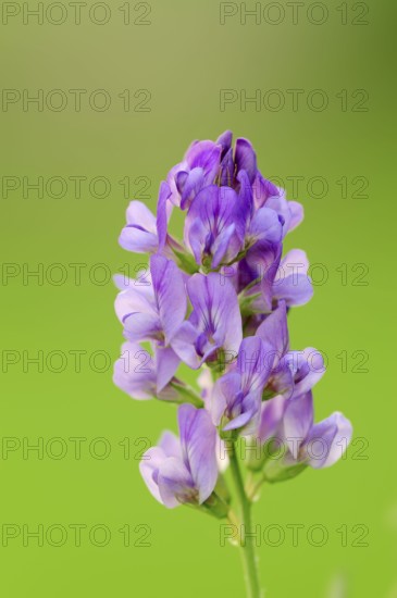 Alfalfa (Medicago sativa), North Rhine-Westphalia, Germany, Lucerne, Europe