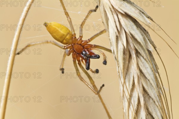 Yellow sac spider (Cheiracanthium punctorium) male, Havelland, Brandenburg, Germany, Europe